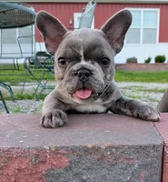 Blue Betty Merle, a female Boston Terrier and French Bulldog for sale in Stewartsville, MO – 1 of 8