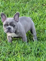 Blue Betty Merle, a female Boston Terrier and French Bulldog for sale in Stewartsville, MO – 2 of 8