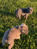 Snickers( Discounted recently), a male Boston Terrier and French Bulldog for sale in Stewartsville, MO – 6 of 6