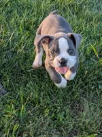Bruce, a male Boston Terrier and French Bulldog for sale in Stewartsville, MO – 9 of 9