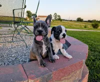 Bruce, a male Boston Terrier and French Bulldog for sale in Stewartsville, MO – 3 of 9