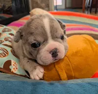 Blue Speckles, a female Boston Terrier and French Bulldog for sale in Stewartsville, MO – Photo 5 of 9