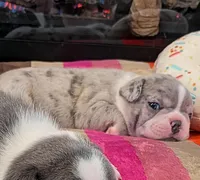 Blue Speckles, a female Boston Terrier and French Bulldog for sale in Stewartsville, MO – Photo 3 of 9