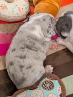 Blue Speckles, a female Boston Terrier and French Bulldog for sale in Stewartsville, MO – Photo 8 of 9