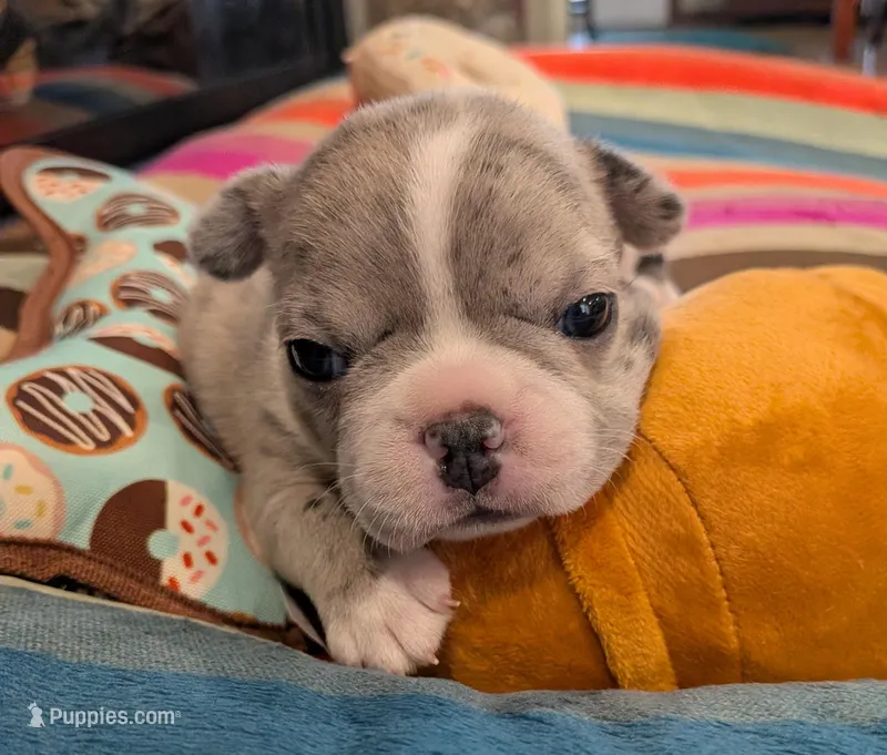 Blue Speckles – Boston Terrier, French Bulldog puppy for sale in Stewartsville, MO