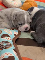 Blue Speckles, a female Boston Terrier and French Bulldog for sale in Stewartsville, MO – Photo 7 of 9