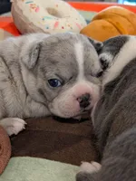Blue Speckles, a female Boston Terrier and French Bulldog for sale in Stewartsville, MO – Photo 9 of 9