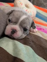 Blue Speckles, a female Boston Terrier and French Bulldog for sale in Stewartsville, MO – Photo 6 of 9
