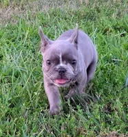 Blue Betty Merle, a female Boston Terrier and French Bulldog for sale in Stewartsville, MO – 3 of 8