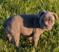 Blue Bell, a female Boston Terrier and French Bulldog for sale in Stewartsville, MO – 3 of 6