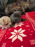 Creamy Peaches, a female French Bulldog for sale in Stewartsville, MO – Photo 5 of 6