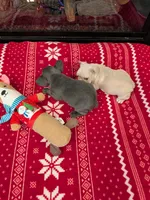 Creamy Peaches, a female French Bulldog for sale in Stewartsville, MO – Photo 6 of 6