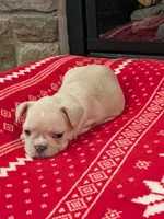 Creamy Peaches, a female French Bulldog for sale in Stewartsville, MO – Photo 2 of 6