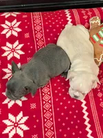 Creamy Peaches, a female French Bulldog for sale in Stewartsville, MO – Photo 4 of 6