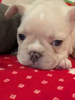 Creamy Peaches, a female French Bulldog for sale in Stewartsville, MO – Photo 3 of 6