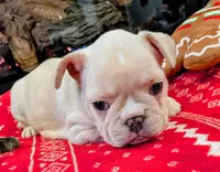 Creamy Peaches, a female French Bulldog for sale in Stewartsville, MO – Photo 1 of 6
