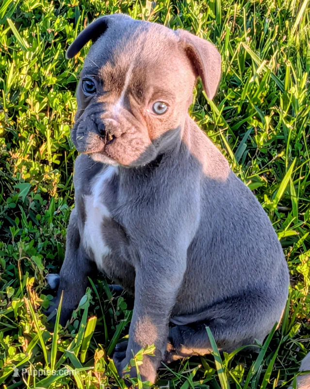 Blue Bell, a female Boston Terrier and French Bulldog for sale in Stewartsville, MO – 1 of 6