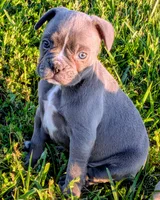 Blue Bell, a female Boston Terrier and French Bulldog for sale in Stewartsville, MO – 1 of 6
