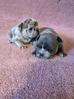 Blue Betty Merle, a female Boston Terrier and French Bulldog for sale in Stewartsville, MO – 4 of 8