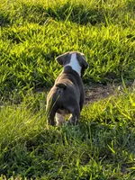 Bruce, a male Boston Terrier and French Bulldog for sale in Stewartsville, MO – 8 of 9