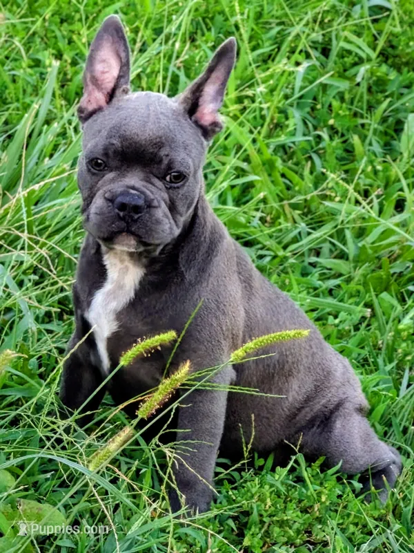 Uncle Buck – Boston Terrier, French Bulldog puppy for sale in Stewartsville, MO