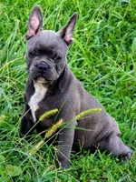 Uncle Buck, a male Boston Terrier and French Bulldog for sale in Stewartsville, MO – 6 of 10