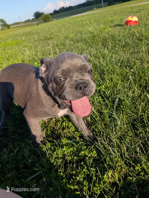 Uncle Buck – Boston Terrier, French Bulldog puppy for sale in Stewartsville, MO