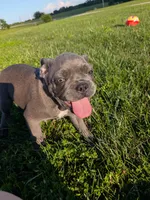Uncle Buck, a male Boston Terrier and French Bulldog for sale in Stewartsville, MO – 4 of 4