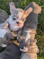 Blue MERLin, a male Boston Terrier and French Bulldog for sale in Stewartsville, MO – Photo 3 of 10