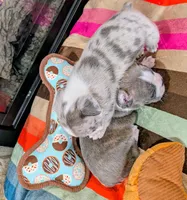 Blue MERLin, a male Boston Terrier for sale in Stewartsville, MO – Photo 6 of 7