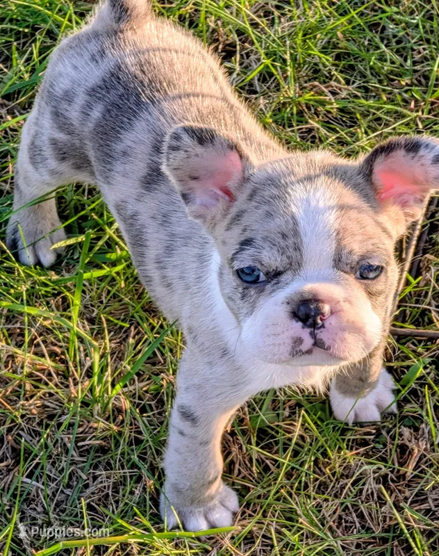   ➡️RECENTLY REDUCED BLUE MERLin⬅️ – French Bulldog puppy on hold in Stewartsville, MO