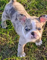 Blue MERLin, a male Boston Terrier and French Bulldog for sale in Stewartsville, MO – Photo 2 of 10