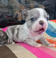 Blue MERLin, a male Boston Terrier for sale in Stewartsville, MO – Photo 3 of 7