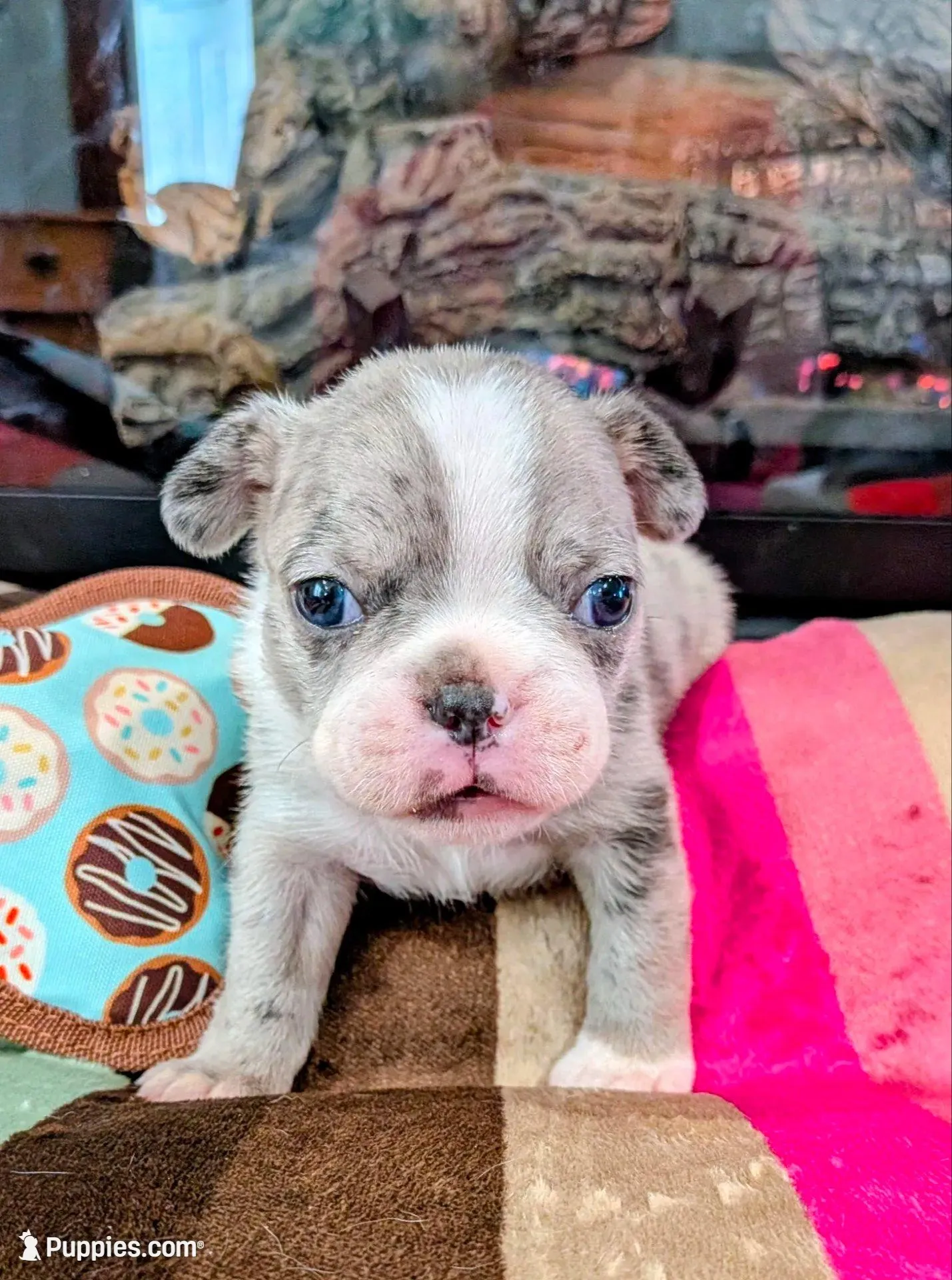   ➡️RECENTLY REDUCED BLUE MERLin⬅️, a male French Bulldog for sale in Stewartsville, MO – Photo 6 of 10