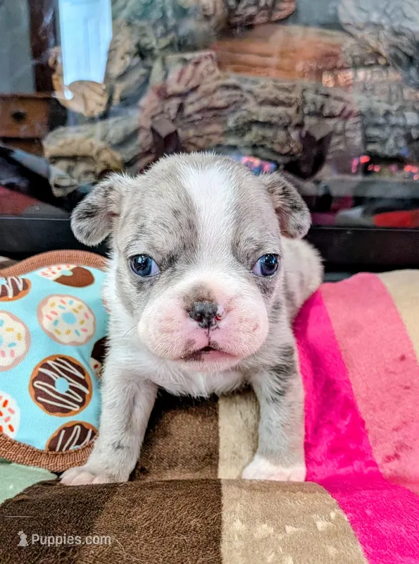 Blue MERLin – Boston Terrier puppy for sale in Stewartsville, MO