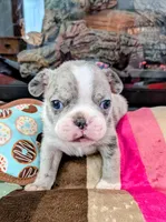 Blue MERLin, a male Boston Terrier for sale in Stewartsville, MO – Photo 2 of 7