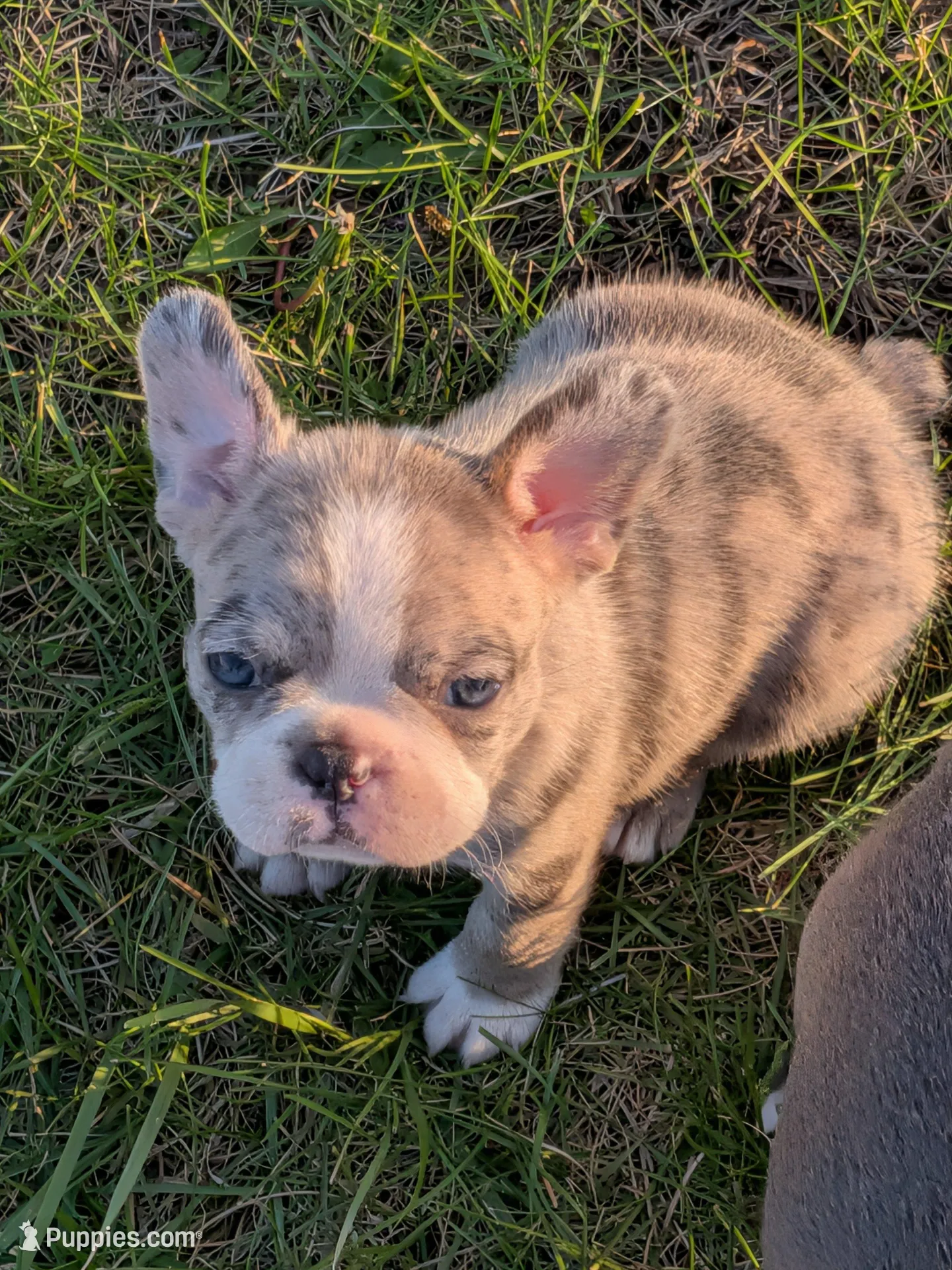 Blue MERLin, a male Boston Terrier and French Bulldog for sale in Stewartsville, MO – Photo 1 of 10