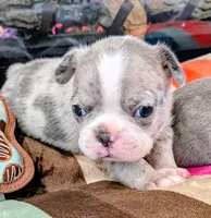 Blue MERLin, a male Boston Terrier for sale in Stewartsville, MO – Photo 4 of 7