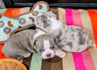 Blue MERLin, a male Boston Terrier for sale in Stewartsville, MO – Photo 5 of 7