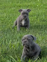 Uncle Buck, a male Boston Terrier and French Bulldog for sale in Stewartsville, MO – 3 of 4