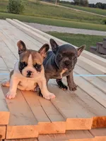 Blue Chanel, a female Boston Terrier and French Bulldog for sale in Stewartsville, MO – 3 of 6