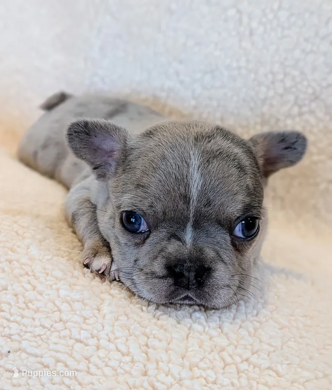 Penelope  – Boston Terrier, French Bulldog puppy for sale in Stewartsville, MO