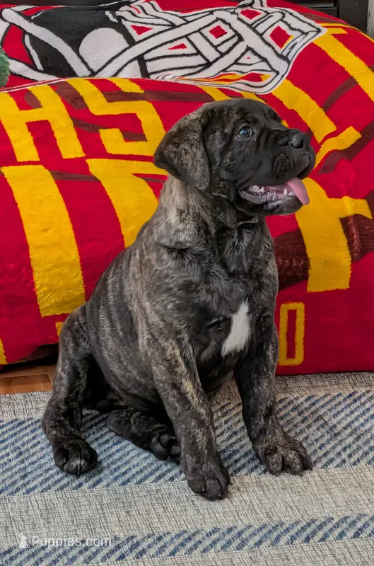 Bindi(reasonable offers accepted) – Bullmastiff puppy for sale in Stewartsville, MO