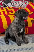 Bindi , a female Bullmastiff for sale in Stewartsville, MO – 2 of 8