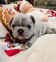 Fatty Mcfatpants, a male Boston Terrier and French Bulldog for sale in Stewartsville, MO – Photo 2 of 8