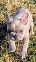 Fatty Mcfatpants, a male Boston Terrier and French Bulldog for sale in Stewartsville, MO – Photo 1 of 8