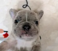 Fatty Mcfatpants, a male Boston Terrier and French Bulldog for sale in Stewartsville, MO – Photo 5 of 8