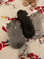 Fatty Mcfatpants, a male Boston Terrier and French Bulldog for sale in Stewartsville, MO – Photo 8 of 8