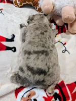 Fatty Mcfatpants, a male Boston Terrier and French Bulldog for sale in Stewartsville, MO – Photo 7 of 8