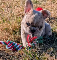 Fatty Mcfatpants, a male Boston Terrier and French Bulldog for sale in Stewartsville, MO – Photo 4 of 8